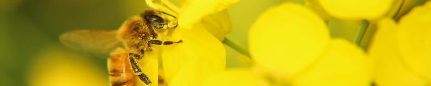 Bee landing on canola flower - Canola Council of Canada