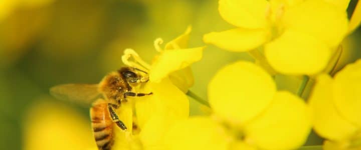 Bee landing on canola flower - Canola Council of Canada