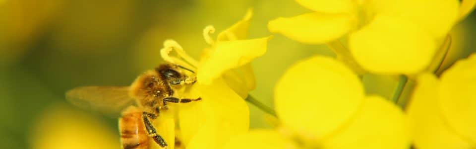 Bee landing on canola flower - Canola Council of Canada