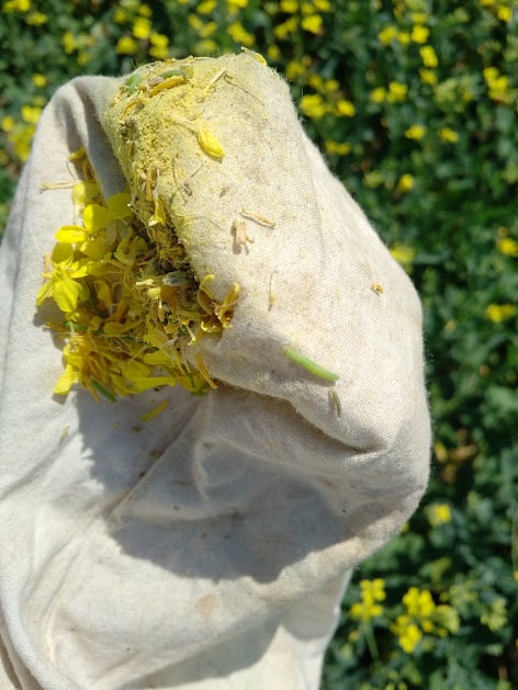 sweep net sample from flowering canola