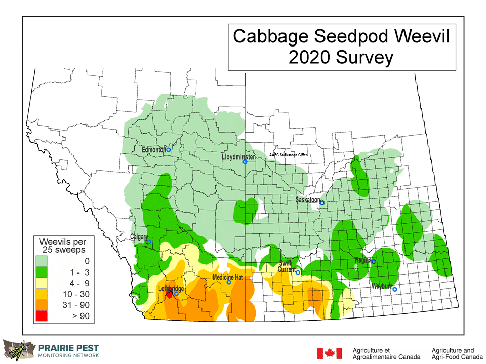 cabbage seedpod weevil distribution in SK and AB