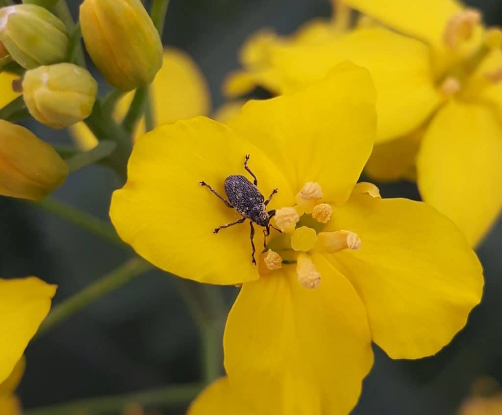 Cabbage seedpod weevil