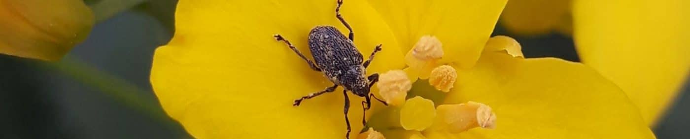 Cabbage seedpod weevil