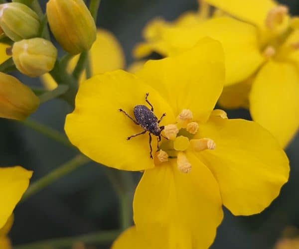 Cabbage seedpod weevil