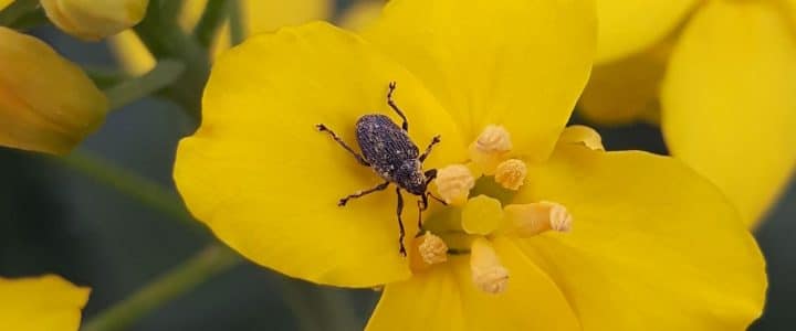 Cabbage seedpod weevil