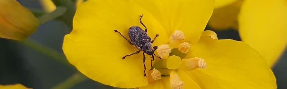 Cabbage seedpod weevil