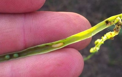 cabbage seedpod weevil larva