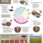 clubroot disease life cycle in canola