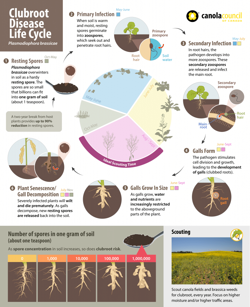 clubroot disease life cycle in canola