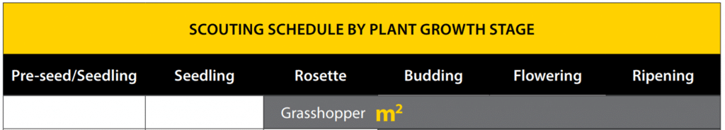 grasshopper scout timing