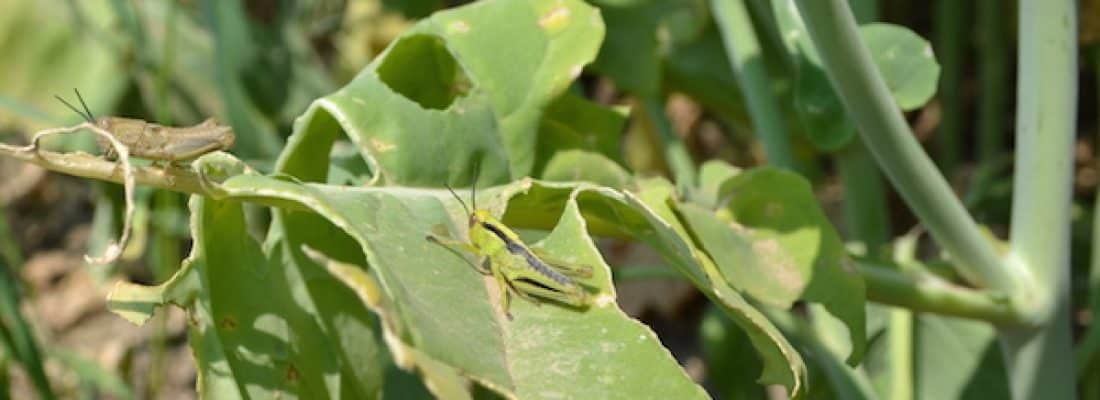 grasshoppers on canola