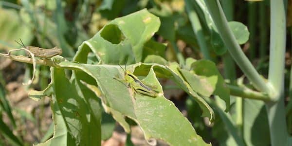 grasshoppers on canola