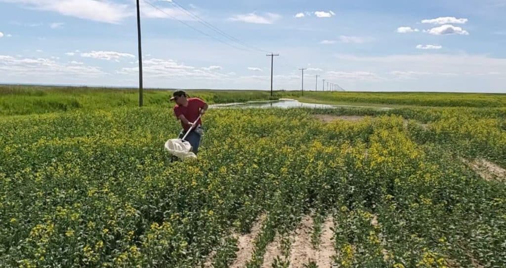 Hector Carcamo taking sweep net samples in a canola field margin