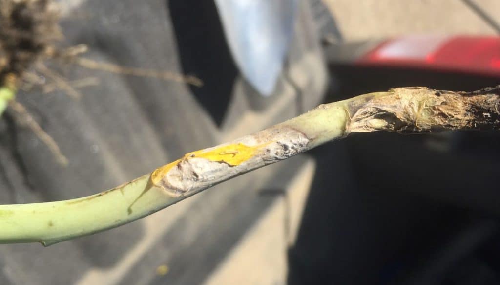 canola stem infected by sclerotinia