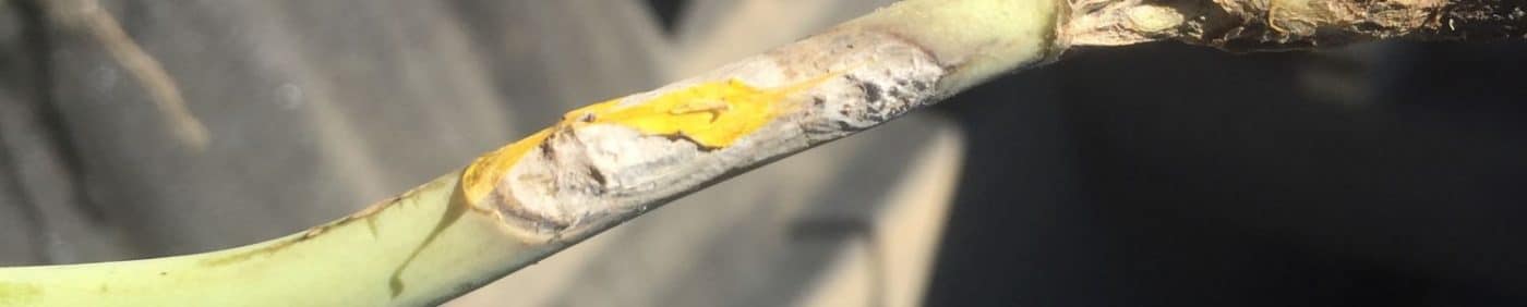 canola stem infected by sclerotinia