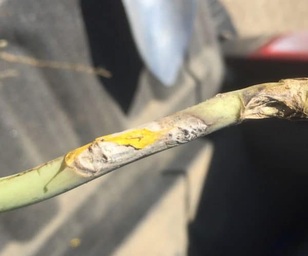 canola stem infected by sclerotinia