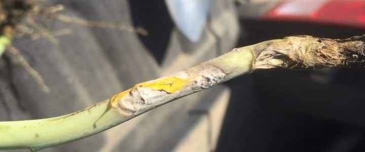 canola stem infected by sclerotinia