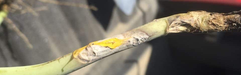 canola stem infected by sclerotinia