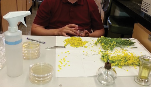 Researchers have developed a PCR-based method to measure the amount of DNA of the sclerotinia stem rot pathogen in canola petals.