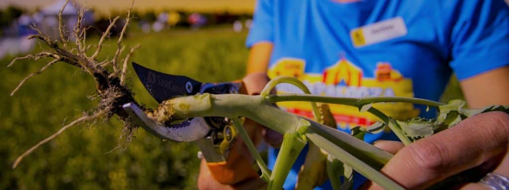 Clipping canola stems to check for blackleg