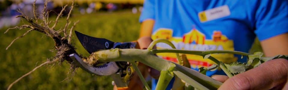 Clipping canola stems to check for blackleg