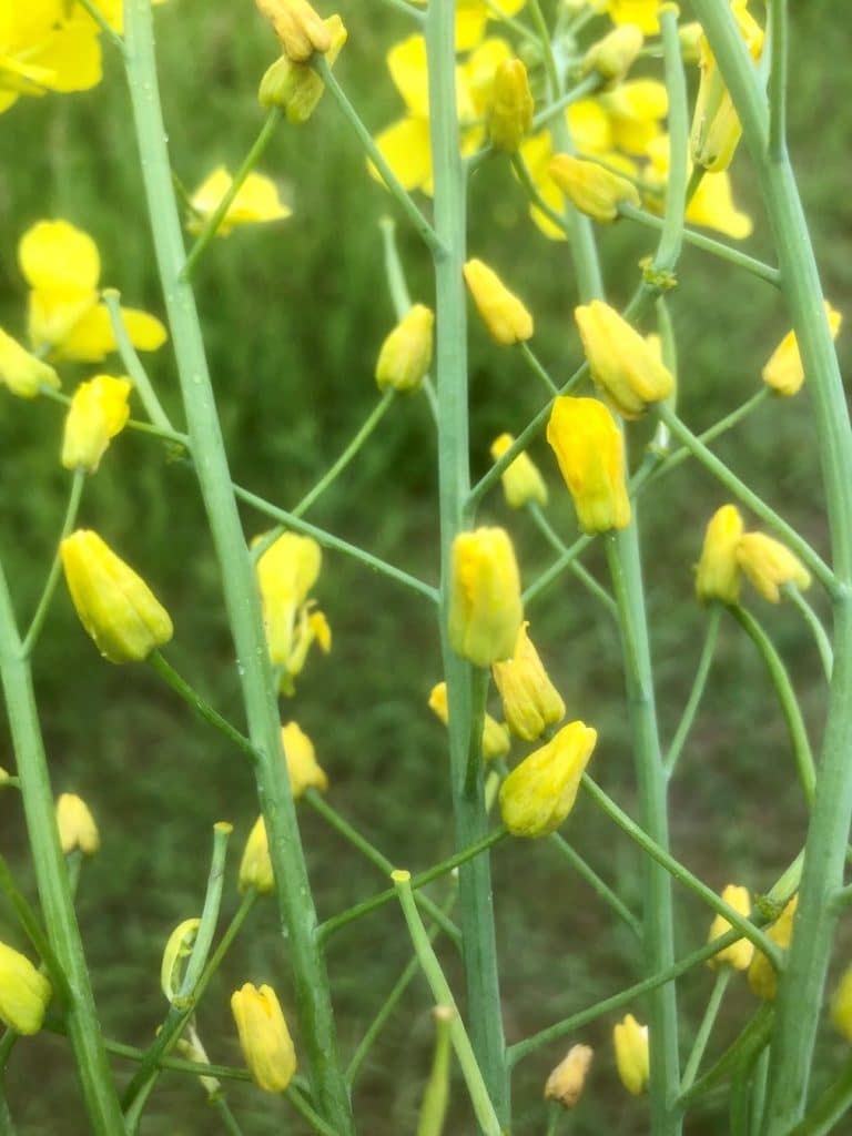 Canola flower midge damage to canola