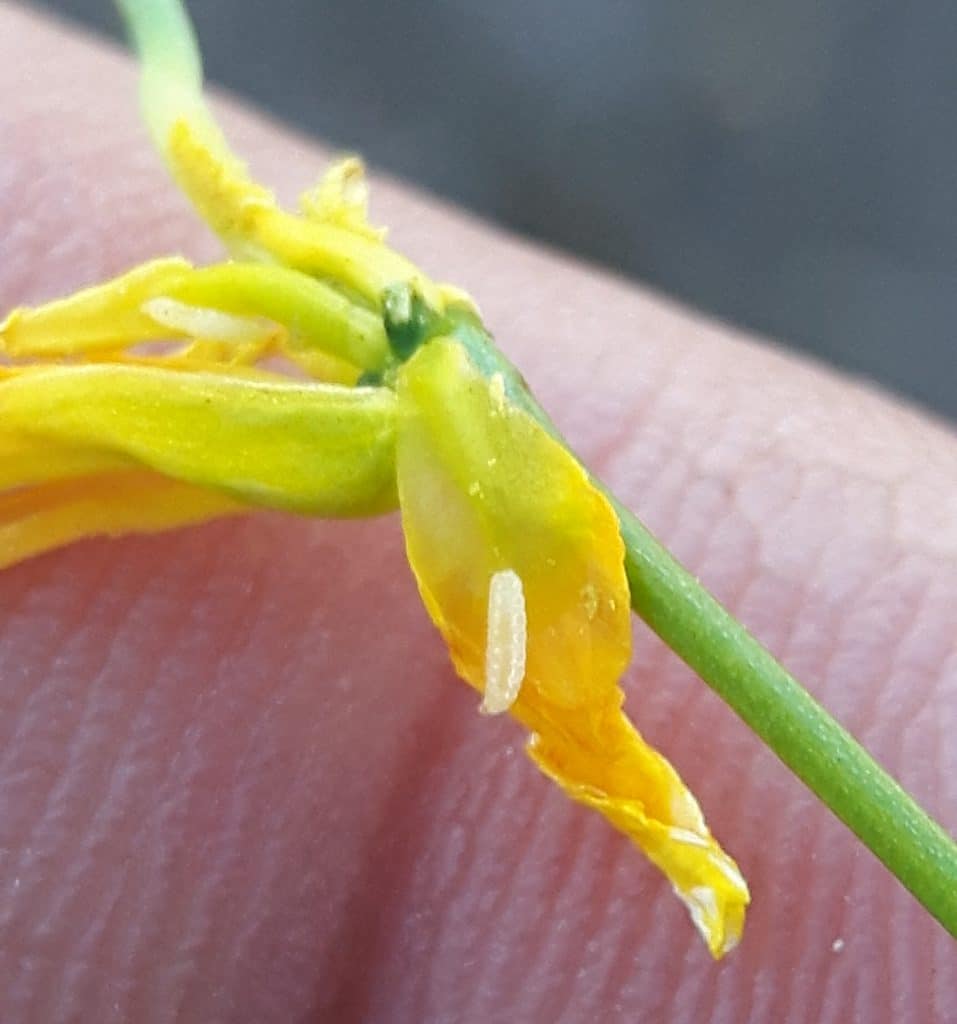 Canola flower midge larva on a canola flower