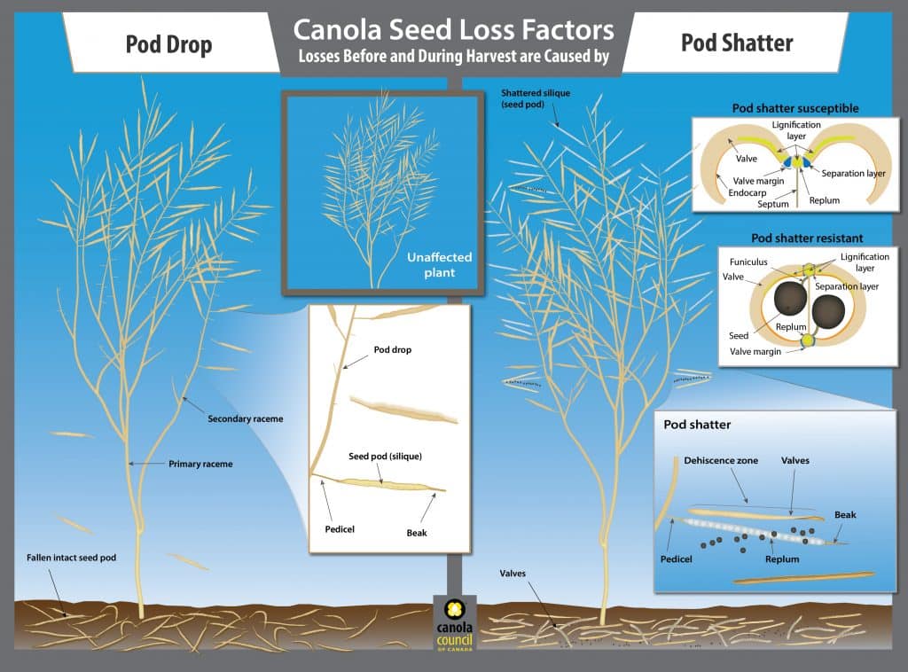 Canola pod shatter and pod drop illustration