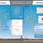 Canola pod shatter and pod drop (harvest seed loss factors) illustration