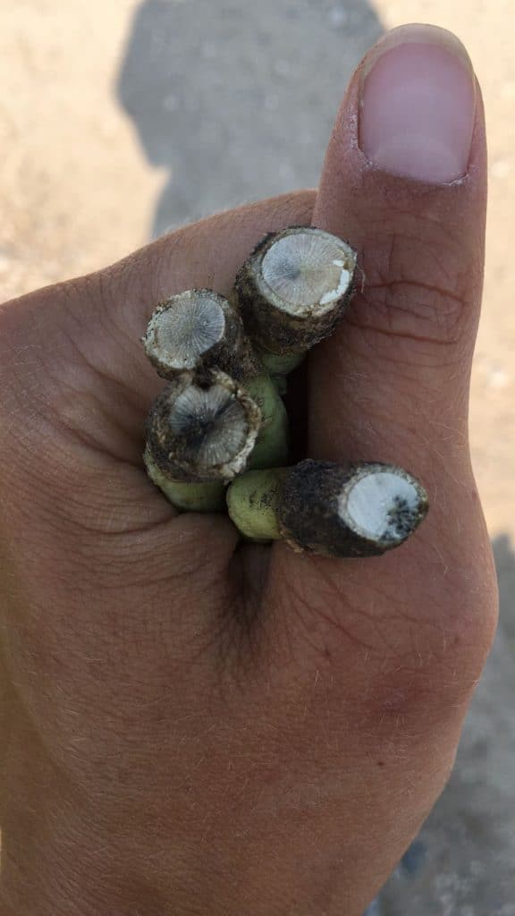 Canola stems with varying levels of blackleg