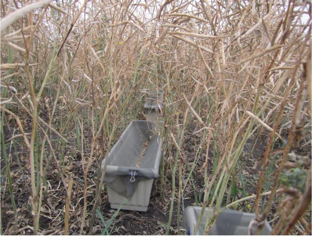 Trays placed between rows to collect canola seeds and pods