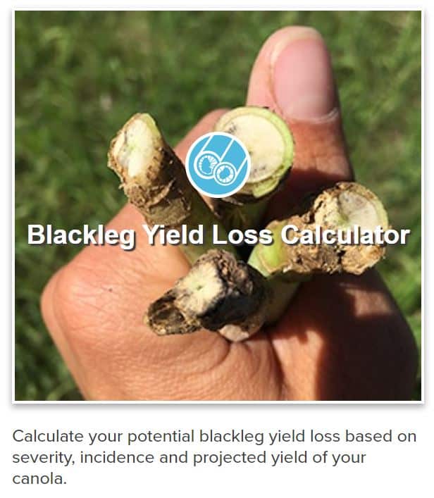 Blackleg yield loss calculator