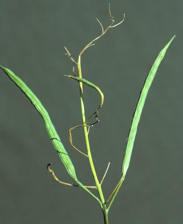 Pods of a canola plant infected by Fusarium wilt