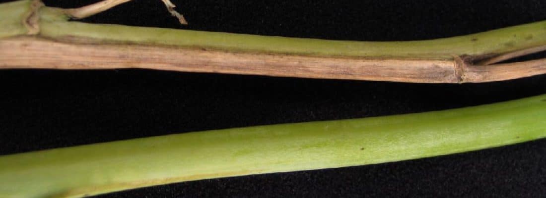 Leaf chlorosis on a canola leaf caused by fusarium wilt