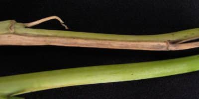 Leaf chlorosis on a canola leaf caused by fusarium wilt