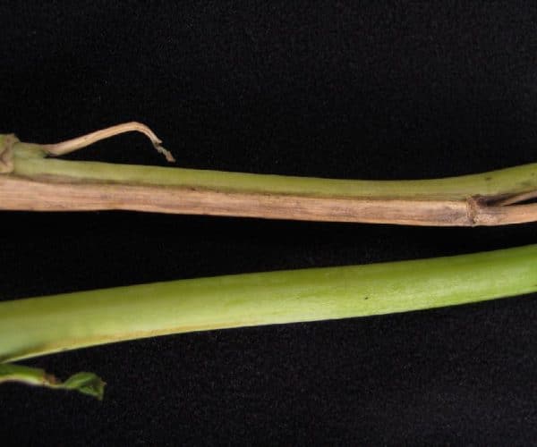 Leaf chlorosis on a canola leaf caused by fusarium wilt