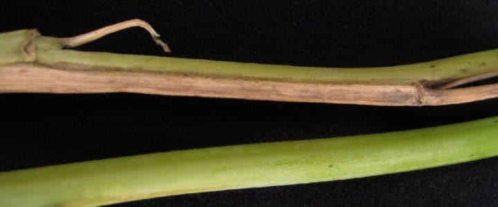 Leaf chlorosis on a canola leaf caused by fusarium wilt