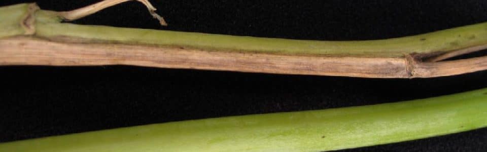 Leaf chlorosis on a canola leaf caused by fusarium wilt