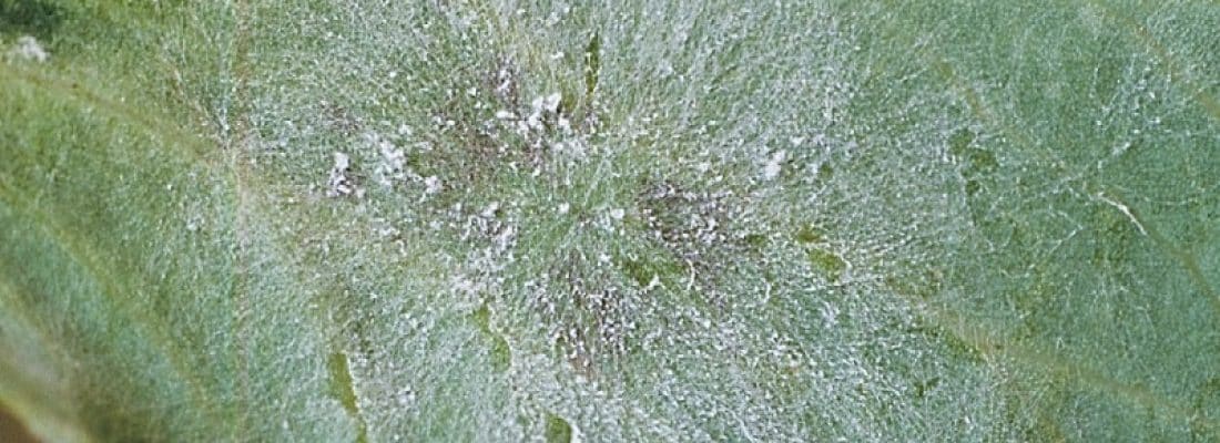 Powdery mildew on field peas