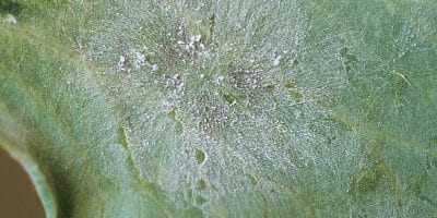 Powdery mildew on field peas