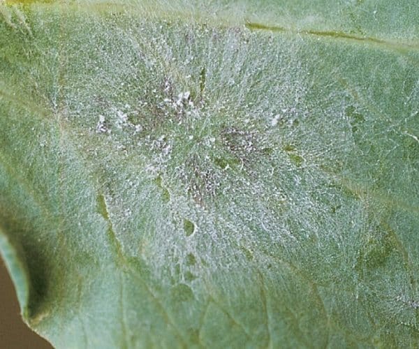 Powdery mildew on field peas