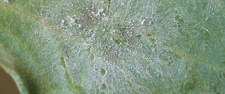 Powdery mildew on field peas