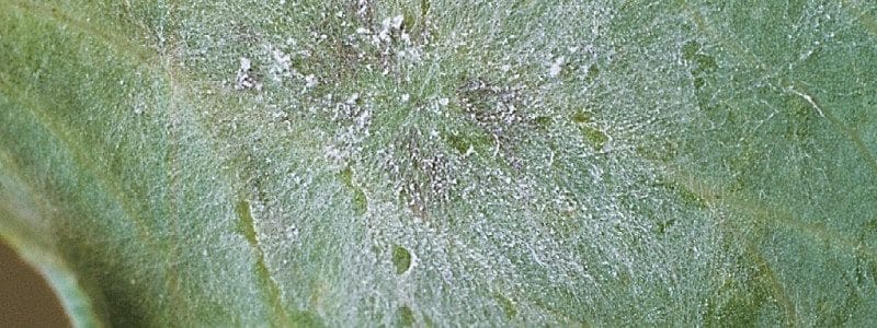 Powdery mildew on field peas