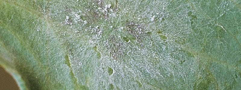 Powdery mildew on field peas