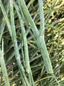Powdery Mildew symptoms on canola plants