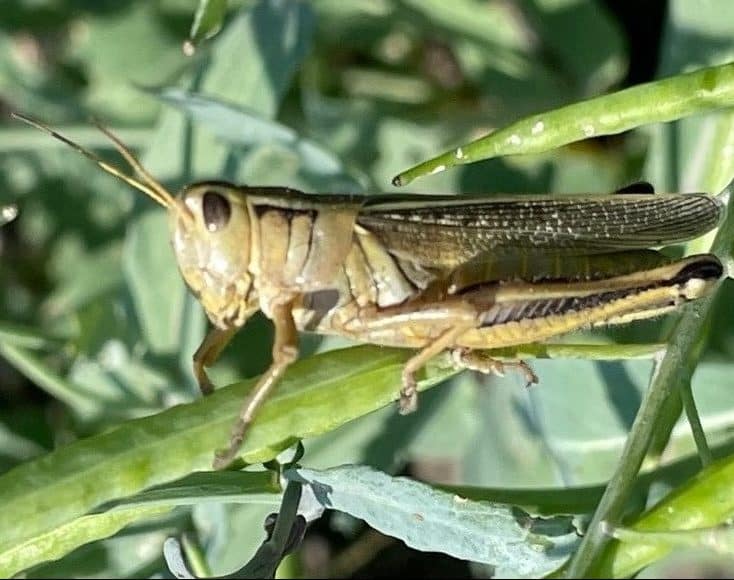 Twostriped grasshopper in canola