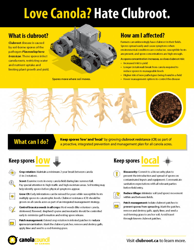 Clubroot management factsheet (general)