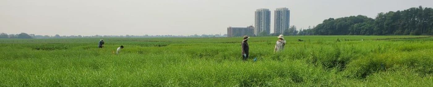 canola research