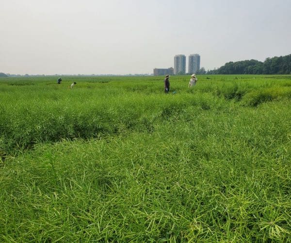 canola research