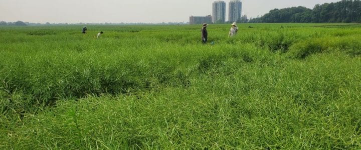 canola research